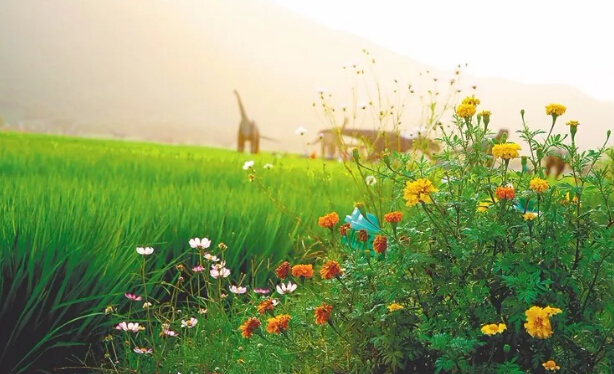 海南農(nóng)莊共享